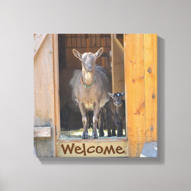 Goat Wrapped Canvas (Front)