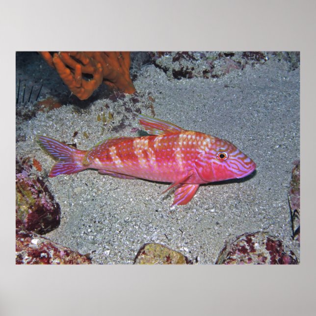 Goatfish Poster (Front)
