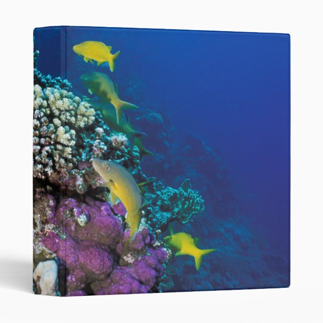Goatfish Swarm Around Small Coral 3 Ring Binder (Front/Spine)