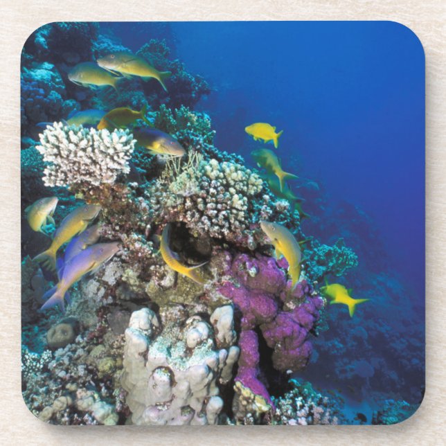 Goatfish Swarm Around Small Coral Beverage Coaster (Front)
