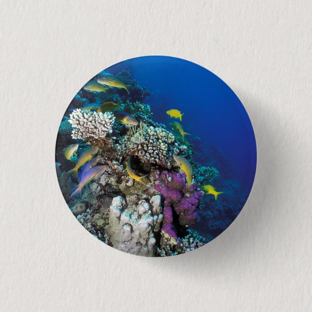 Goatfish Swarm Around Small Coral Button (Front)