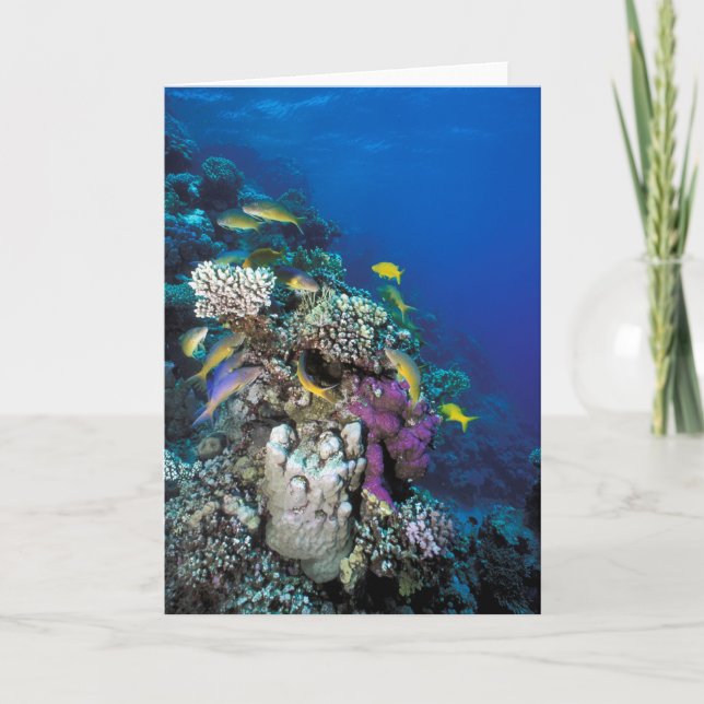 Goatfish Swarm Around Small Coral Card (Front)