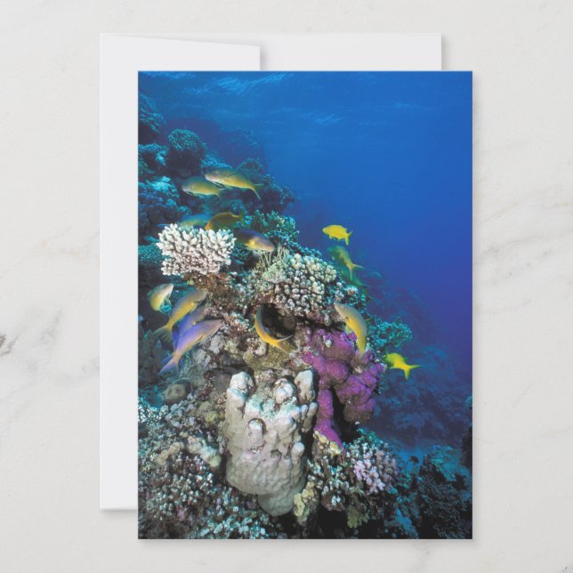 Goatfish Swarm Around Small Coral Card (Front)