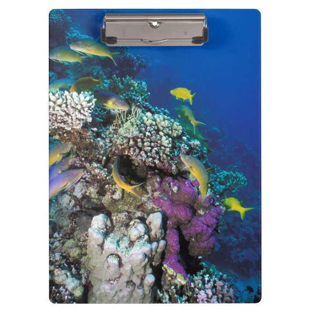 Goatfish Swarm Around Small Coral Clipboard (Front)