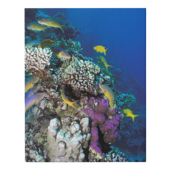 Goatfish Swarm Around Small Coral Faux Canvas Print (Front)