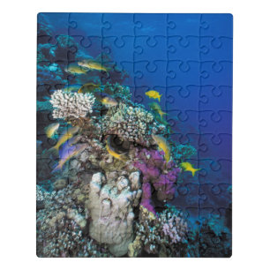 Goatfish Swarm Around Small Coral Jigsaw Puzzle
