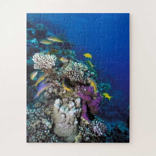 Goatfish Swarm Around Small Coral Jigsaw Puzzle (Vertical)
