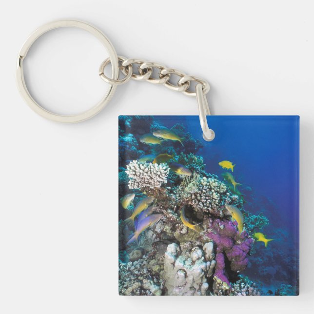 Goatfish Swarm Around Small Coral Keychain (Front)