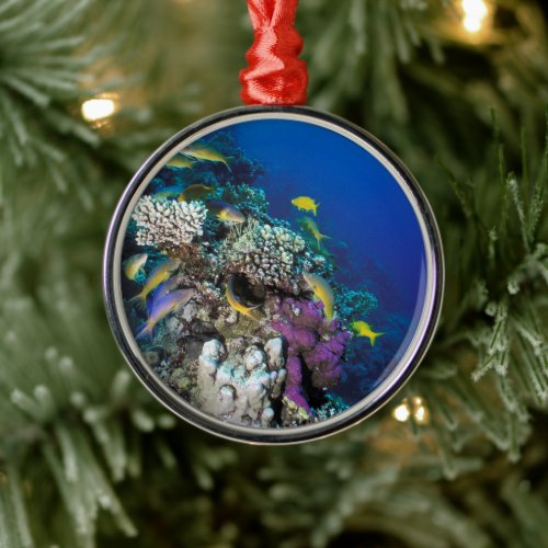 Goatfish Swarm Around Small Coral Metal Ornament