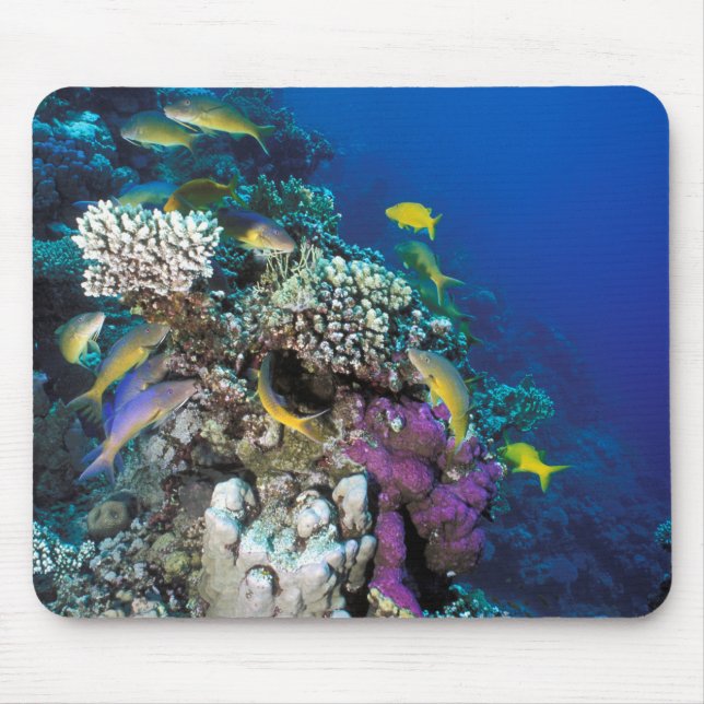 Goatfish Swarm Around Small Coral Mouse Pad (Front)