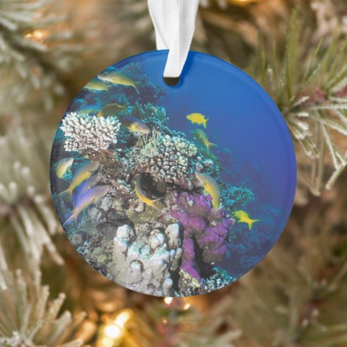 Goatfish Swarm Around Small Coral Ornament