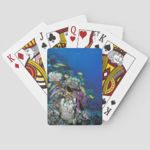 Goatfish Swarm Around Small Coral Poker Cards