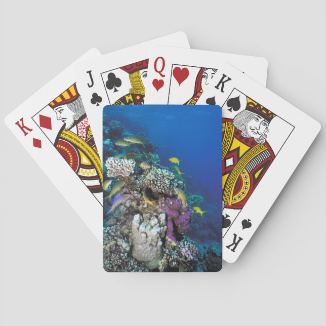Goatfish Swarm Around Small Coral Poker Cards (Back)