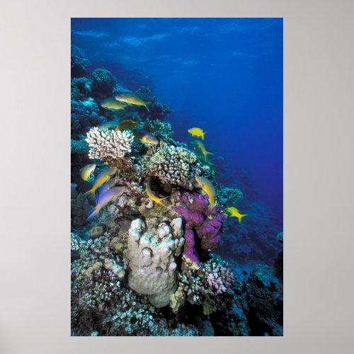 Goatfish Swarm Around Small Coral Poster