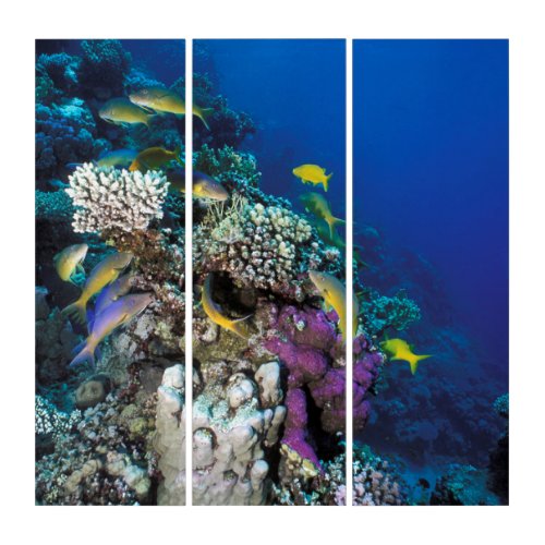 Goatfish Swarm Around Small Coral Triptych