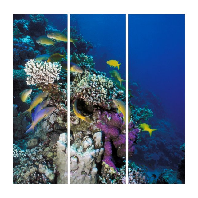 Goatfish Swarm Around Small Coral Triptych (Front)
