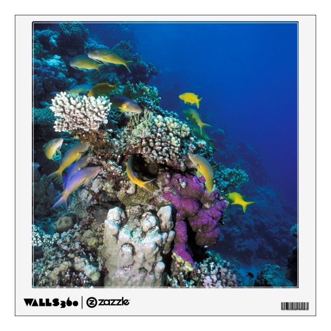 Goatfish Swarm Around Small Coral Wall Decal (Front)
