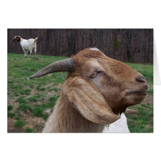 Goats (Front Horizontal)