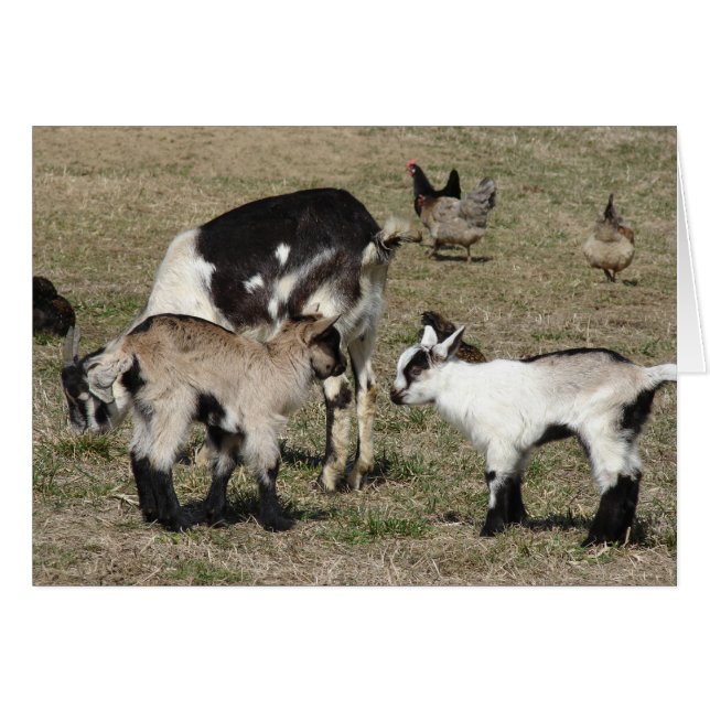 Goats and Chickens Cards (Front Horizontal)