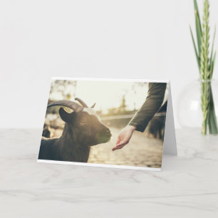 Goats and Goats and Goats (21) Card