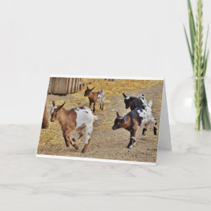 Goats and Goats and Goats (41) Card