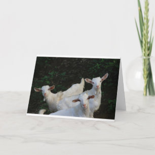Goats and Goats and Goats (92) Card