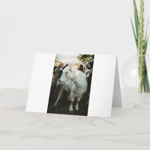 Goats and Goats Card