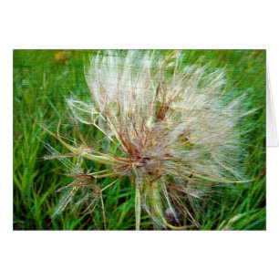 Goat's Beard Cards
