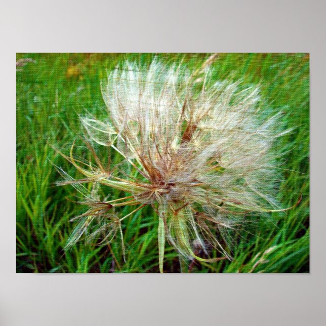 Goat's Beard Poster (Front)