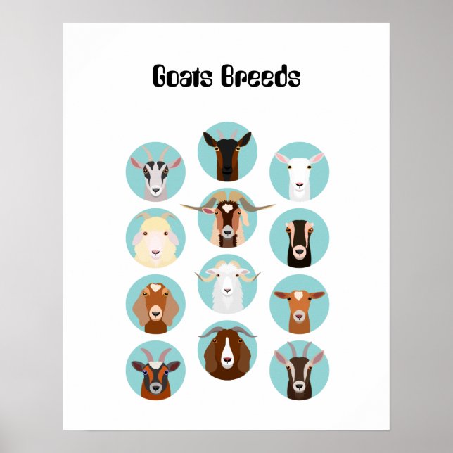 Goats Breeds head Poster (Front)