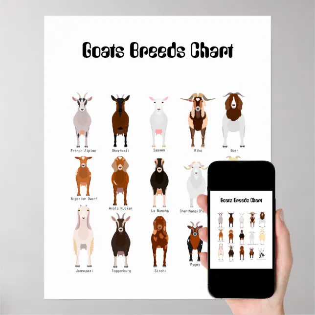 Goats Breeds poster | Zazzle