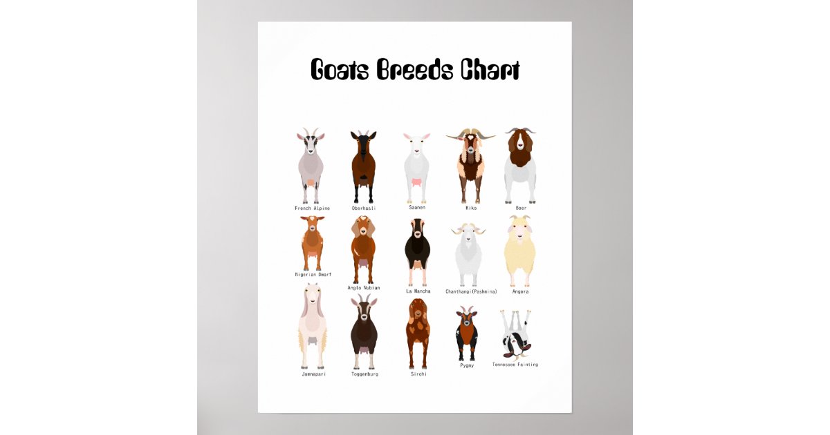 Goats Breeds poster | Zazzle