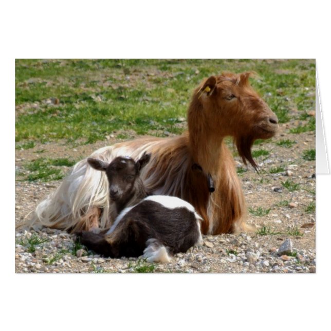 Goats Card (Front Horizontal)