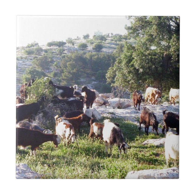 Goats Ceramic Tile (Front)
