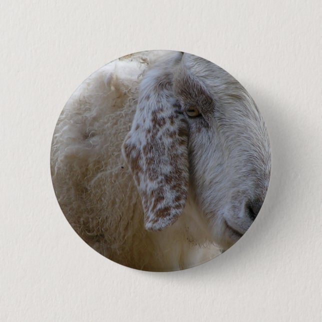 Goats face smiling! pinback button (Front)
