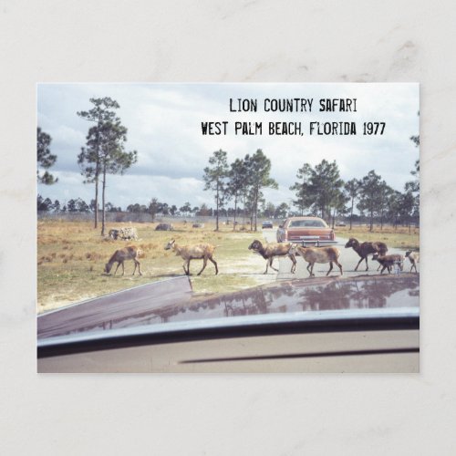 Goats Florida Safari Amusement Park 1977 Postcard