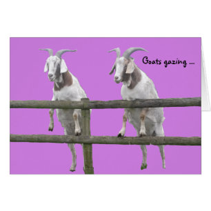Goats Gazing over the fence on purple Cards