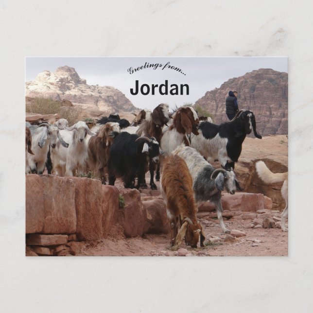 Goats in Petra Jordan Postcard (Front)