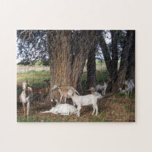 Goats in the Yard Jigsaw Puzzle