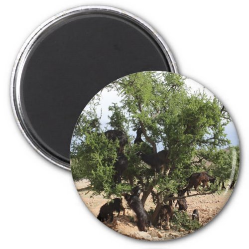 Goats in Trees _ Argan Trees Morocco Magnet