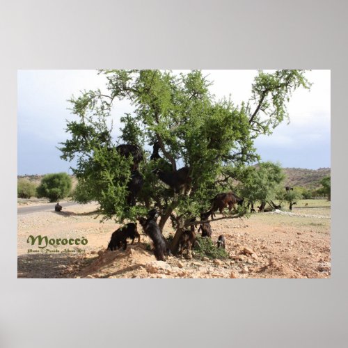 Goats in Trees _ Argan Trees Morocco Poster