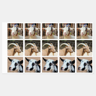 Goats Labels