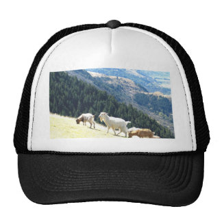 Mountain Goat Hats | Zazzle