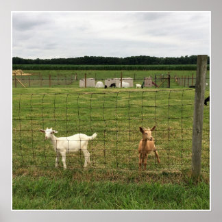 Goats on a Farm Poster