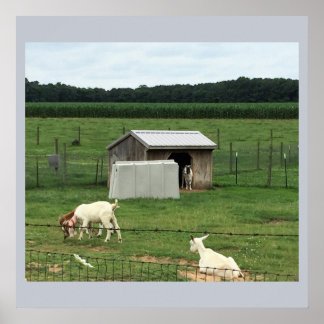 Goats on a Farm Poster