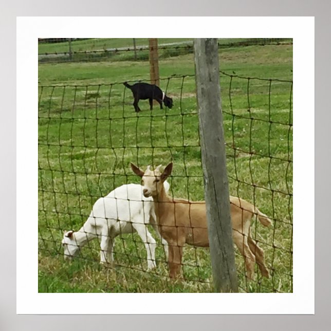 Goats on a Farm Poster (Front)