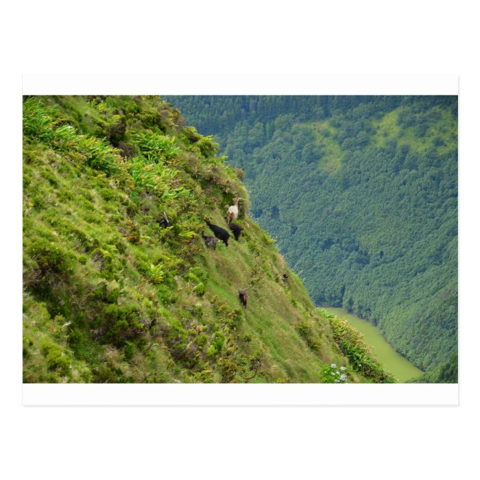 Goats on a very steep hillside post card