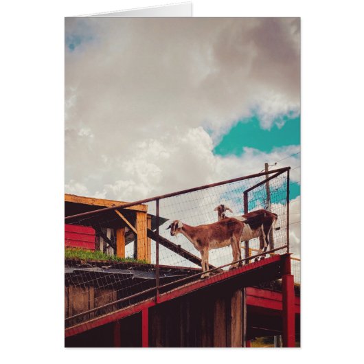 goats on the roof cards (Front)