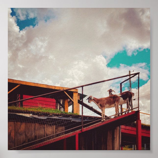 goats on the roof poster (Front)