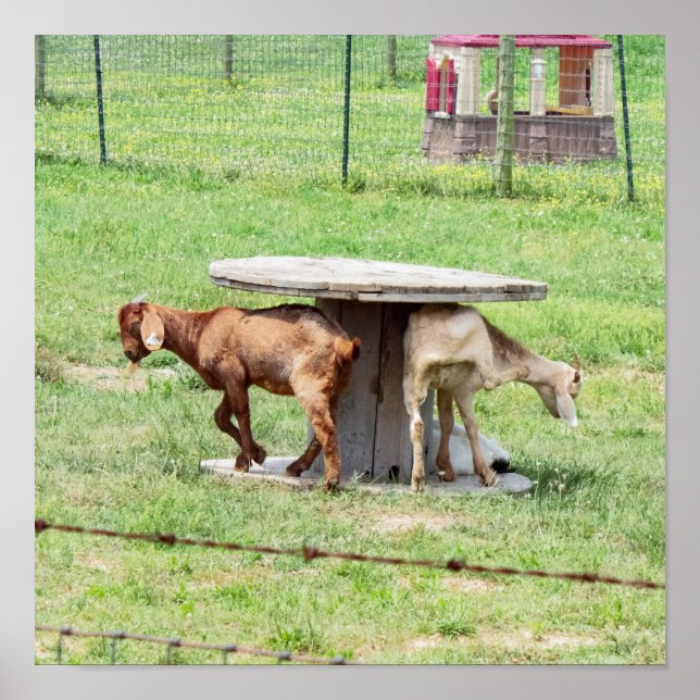 Goats Photo Poster (Front)